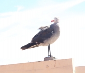 2014 LA CA VeniceBeach SantaMonicaPiere 043